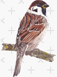 Attēlu rezultāti vaicājumam “Passer montanus”