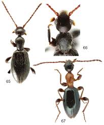 Attēlu rezultāti vaicājumam “Anthicidae”