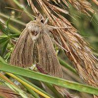 Attēlu rezultāti vaicājumam “Mythimna impura”