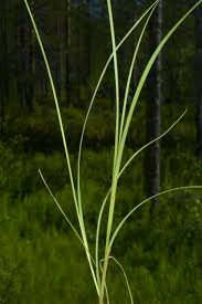 Attēlu rezultāti vaicājumam “Carex loliacea”