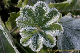 Attēlu rezultāti vaicājumam “Alchemilla vulgaris aggr. bud”