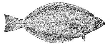 Image result for Reinhardtius hippoglossoides