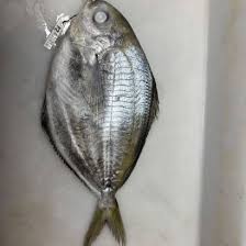 Image result for Calamus bajonado