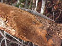 Attēlu rezultāti vaicājumam “Phellinus ferruginosus”