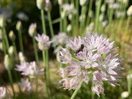 Attēlu rezultāti vaicājumam “Allium holandicum leaf”