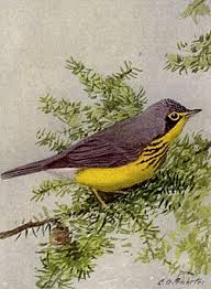 Image result for Wilsonia citrina