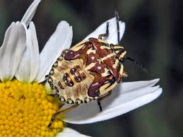 Attēlu rezultāti vaicājumam “Carpocoris sp. nymph”