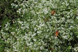 Attēlu rezultāti vaicājumam “Galium rivale flower”