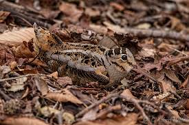 Attēlu rezultāti vaicājumam “Scolopax rusticola juvenile”