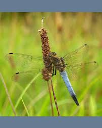 Attēlu rezultāti vaicājumam “Orthetrum cancellatum”
