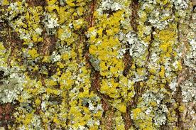 Attēlu rezultāti vaicājumam “Xanthoria candelaria”