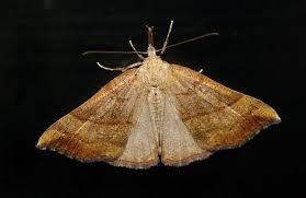 Attēlu rezultāti vaicājumam “Hypena proboscidalis”