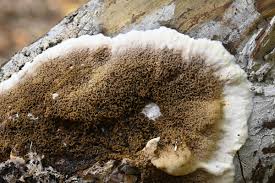 Attēlu rezultāti vaicājumam “Didymium serpula”