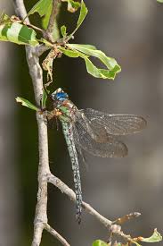 Attēlu rezultāti vaicājumam “Aeshna mixta male”