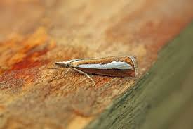 Attēlu rezultāti vaicājumam “Catoptria margaritella”