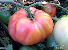 Afbeeldingsresultaat voor crnkovic yugoslavian tomato