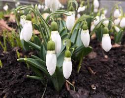 Attēlu rezultāti vaicājumam “Galanthus nivalis flower”