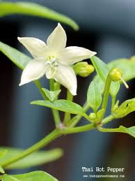 Afbeeldingsresultaat voor thai bird pepper hot pepper