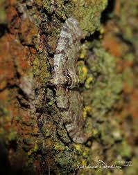 Attēlu rezultāti vaicājumam “Chloroclystis v-ata”