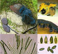 Attēlu rezultāti vaicājumam “Hypoxylon vogesiacum”