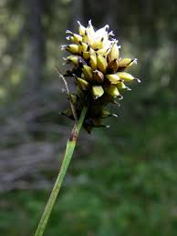 Attēlu rezultāti vaicājumam “Carex scandinavica”