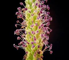 Attēlu rezultāti vaicājumam “Plantago major flower”