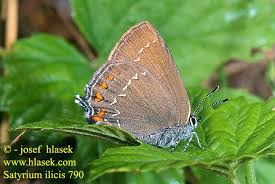 Attēlu rezultāti vaicājumam “Satyrium ilicis”
