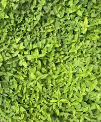 Attēlu rezultāti vaicājumam “Diderma montanum macro”