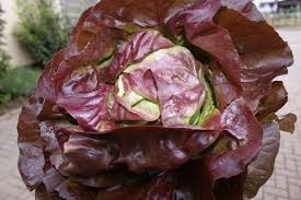 Image result for Kopfsalat