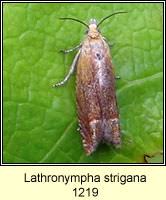 Attēlu rezultāti vaicājumam “Lathronympha strigana”