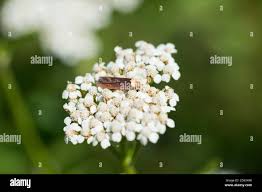 Attēlu rezultāti vaicājumam “Depressaria depressana”