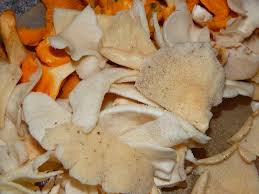 Attēlu rezultāti vaicājumam “Polyporus”