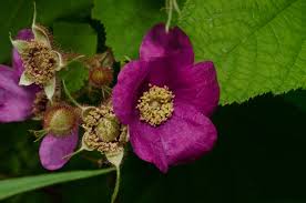 Attēlu rezultāti vaicājumam “Rubus parviflorus”