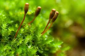 Attēlu rezultāti vaicājumam “Dichodontium pellucidum macro”