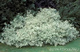 Attēlu rezultāti vaicājumam “Cornus alba”