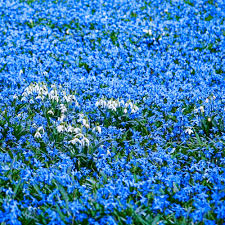 Attēlu rezultāti vaicājumam “Scilla siberica leaf”