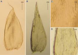Attēlu rezultāti vaicājumam “Plagiothecium sp.”