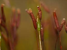 Attēlu rezultāti vaicājumam “Pottiales”