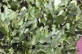 Attēlu rezultāti vaicājumam “Eryngium planum leaf”