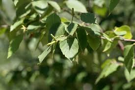 Attēlu rezultāti vaicājumam “Betula papyrifera leaf”