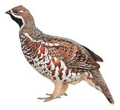 Attēlu rezultāti vaicājumam “Bonasa bonasia eggs”