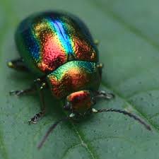 Attēlu rezultāti vaicājumam “Chrysolina fastuosa”