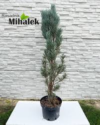Attēlu rezultāti vaicājumam “Pinus sylvestris var. borussica”