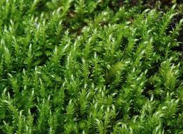 Attēlu rezultāti vaicājumam “Cratoneuron filicinum”