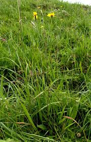 Attēlu rezultāti vaicājumam “Crepis paludosa fruit”