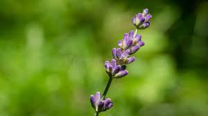 Attēlu rezultāti vaicājumam “Lavandula angustifolia bud”