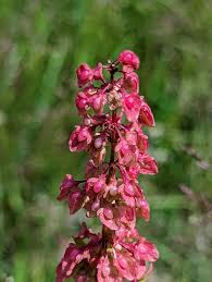 Attēlu rezultāti vaicājumam “Rumex crispus”
