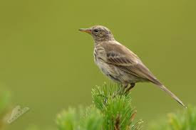 Image result for Anthus spinoletta