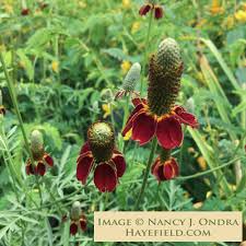 Image result for Ratibida columnifera