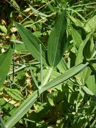 Attēlu rezultāti vaicājumam “Lathyrus latifolius leaf”
